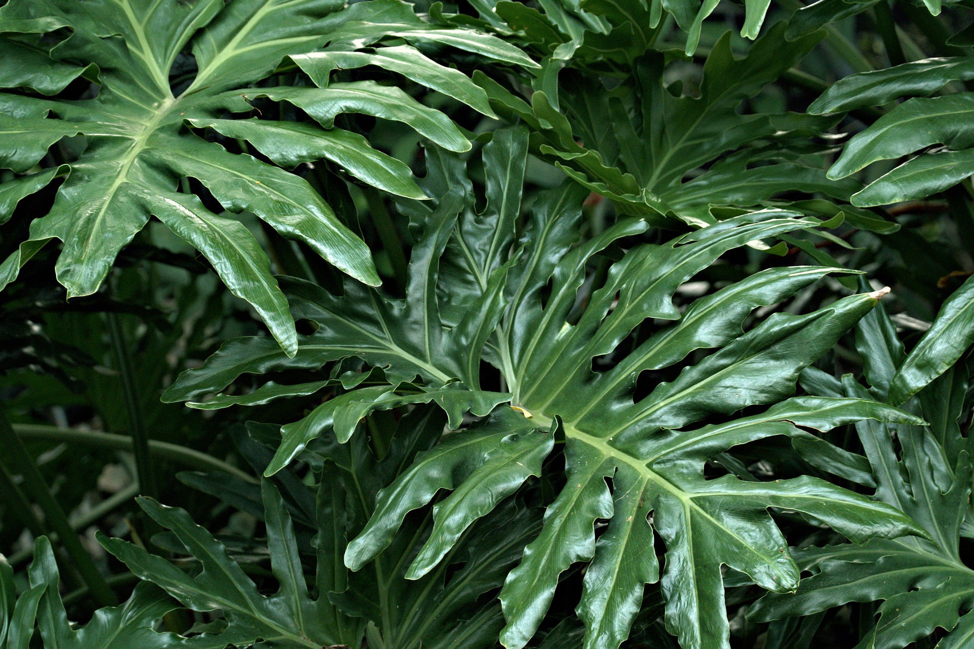 Image Component